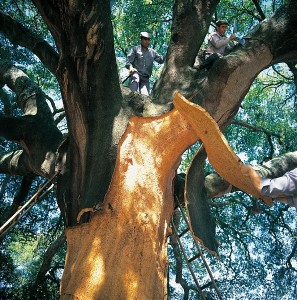 amorim harvesters collecting cork from a cork oak tree
